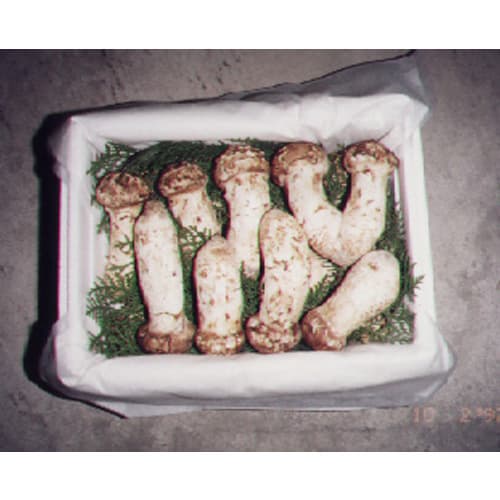Pine mushroom-matsutake-